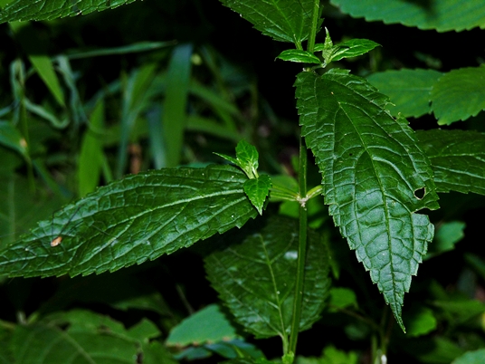 {Stachys latidens}